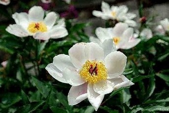 8b7ab2d83f2f332d765ae37e4edfd411_1589625154_2199.jpg 8b7ab2d83f2f332d765ae37e4edfd411_1589625154_2199.jpg