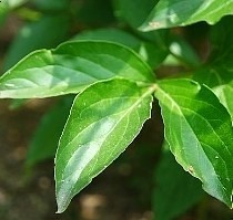 8b7ab2d83f2f332d765ae37e4edfd411_1589625165_1264.jpg 8b7ab2d83f2f332d765ae37e4edfd411_1589625165_1264.jpg