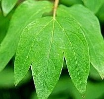 8b7ab2d83f2f332d765ae37e4edfd411_1589625222_6635.jpg 8b7ab2d83f2f332d765ae37e4edfd411_1589625222_6635.jpg