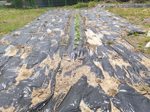 122db4d936bebd1af4a8281ced9198e6_1620341985_3083.jpg 122db4d936bebd1af4a8281ced9198e6_1620341985_3083.jpg