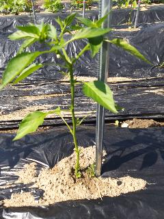 33aecac21490b678e244cdaeabf13cd4_1621389942_5052.jpg 33aecac21490b678e244cdaeabf13cd4_1621389942_5052.jpg