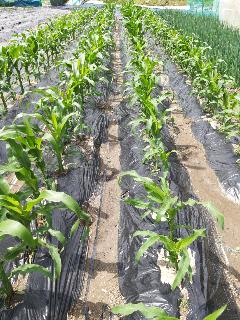 5eec7702e5baef826b8f2ca1e4dc06b6_1621948307_3963.jpg 5eec7702e5baef826b8f2ca1e4dc06b6_1621948307_3963.jpg