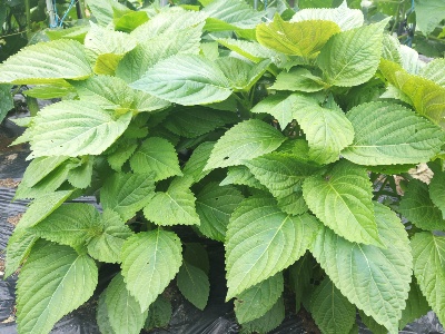 203a819401c517043462617b28efbe84_1623739021_7377.jpg 203a819401c517043462617b28efbe84_1623739021_7377.jpg