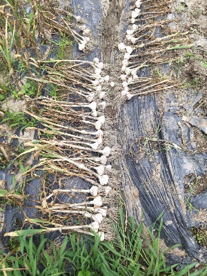 73ed83630fbf72a260919378be9ab934_1624169899_509.jpg 73ed83630fbf72a260919378be9ab934_1624169899_509.jpg