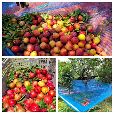 99bf533bfc6c9ce1a4478785c1d99935_1625492788_8397.jpg 99bf533bfc6c9ce1a4478785c1d99935_1625492788_8397.jpg