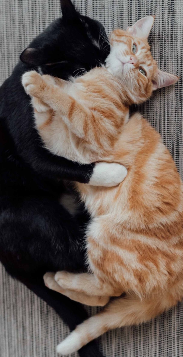 dd071d54ee8af5b0b0b229d79e37f0e9_1685252347_5914.jpg dd071d54ee8af5b0b0b229d79e37f0e9_1685252347_5914.jpg