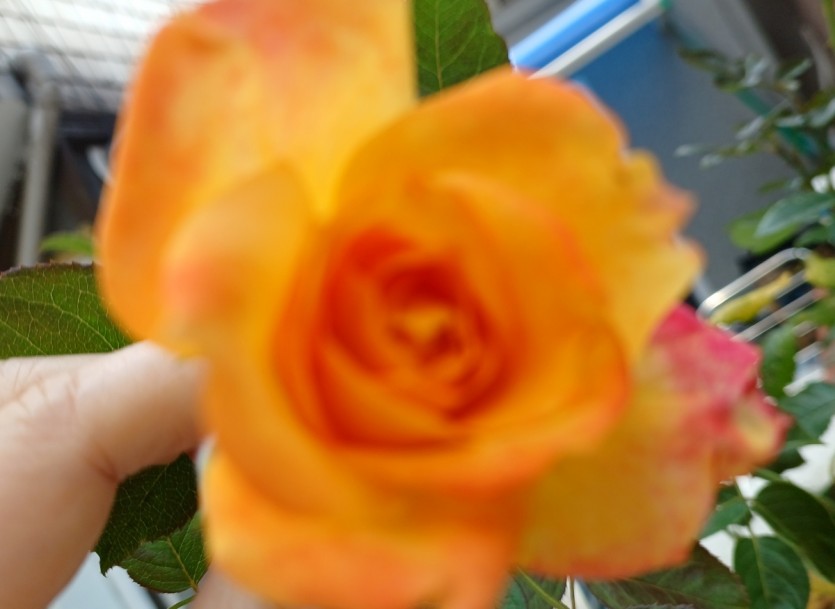 02ea6e1fce5844ec11a1c9b98bb6657a_1784953722_0593.jpg