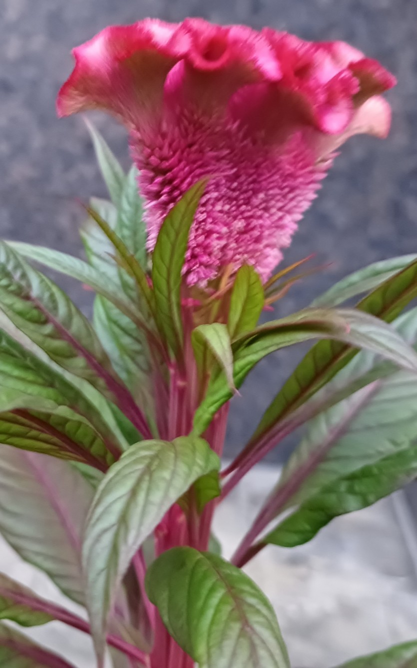 5a7ea0f277b5d8345faa88585aa60a42_1786424008_0616.jpg