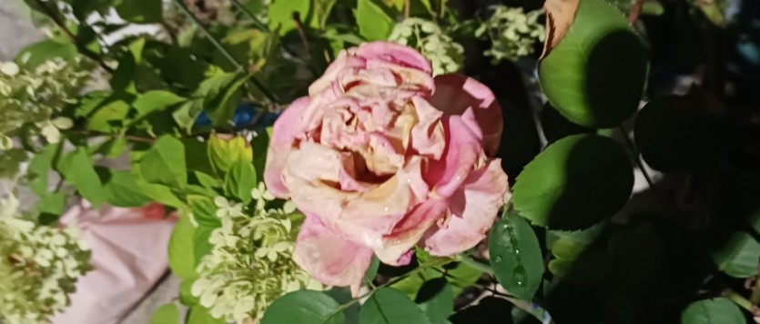5a7ea0f277b5d8345faa88585aa60a42_1786965625_2676.jpg
